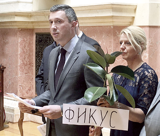 ШПИЈУНКА: Фикус из Инђије
